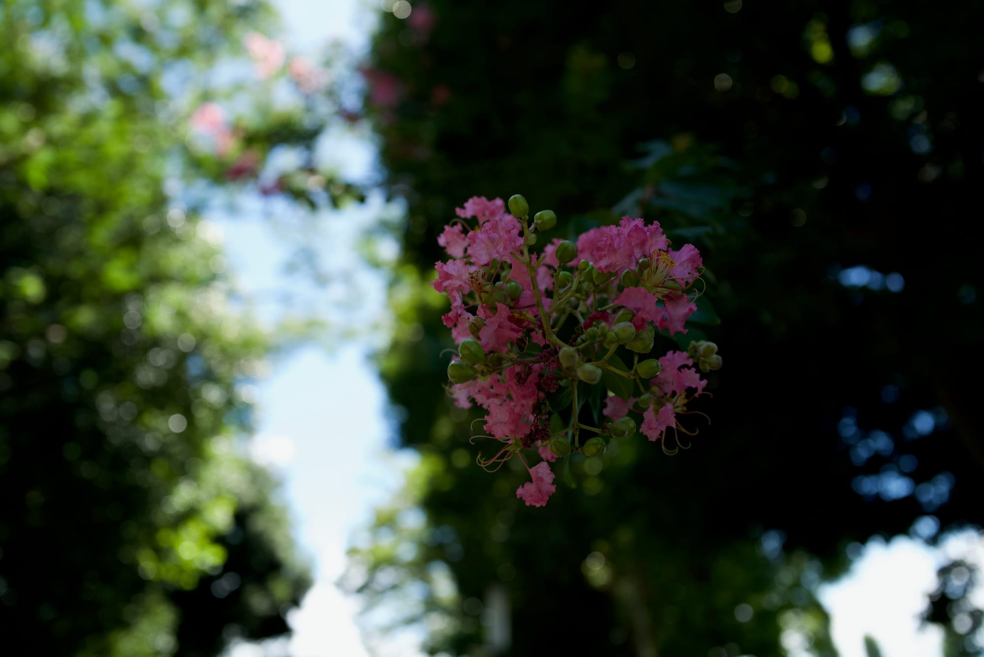 Leica Q2で撮った近所の公園のサルスベリ